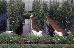 水田トマト栽培