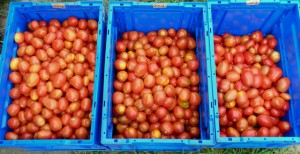 本日収穫されたクッキングトマトです．右からにたきこま，なつのこま，すずこまです．