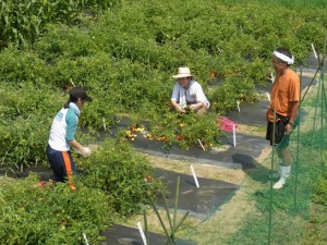 クッキングトマトを収穫するメンバー．園芸グループリーダー岡田さん(右)が指揮を執ります．