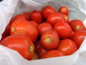 始めて収穫されたクッキングトマト．真っ赤で美味しそうです．まずはトマトソースでパスタですかね？