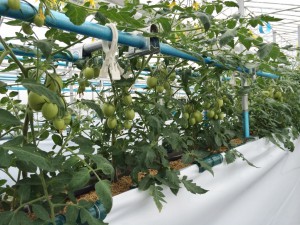 Tさんは、もみ殻高設栽培装置でクッキングトマト（すずこま）も栽培