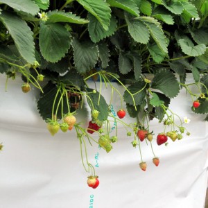 鈴なりの簡易高設栽培イチゴ