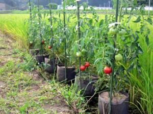 水田に設置したもみ殻培地栽培のトマト'麗夏'