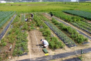 今日の畑の様子．手前で岡田さんがカリフラワーの定植作業をしています．