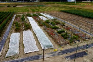今日のがんちゃんの野菜畑の様子です．畑の中で白いべたがけの掛かっているところが冬作野菜（カリフラワー，ミニハクサイ）を栽培している場所です．