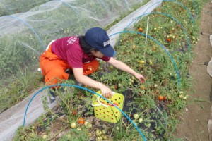 クッキングトマトを収穫する4年生．