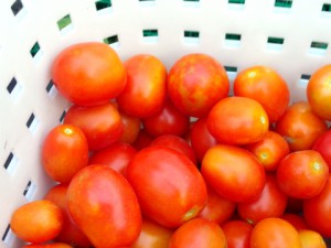 収穫されたクッキングトマト，つやつやで美味しそうです．