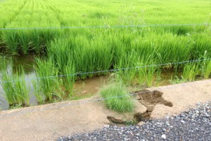 陸前高田市小友町の復旧された水田で見られた畦畔の崩落．