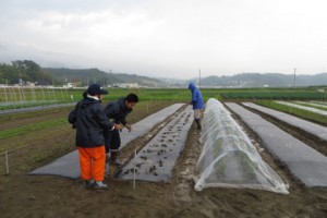 雨の中で苗の定植作業