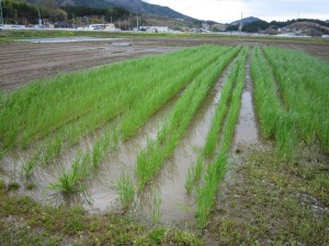 雨水の溜まるライ麦畑